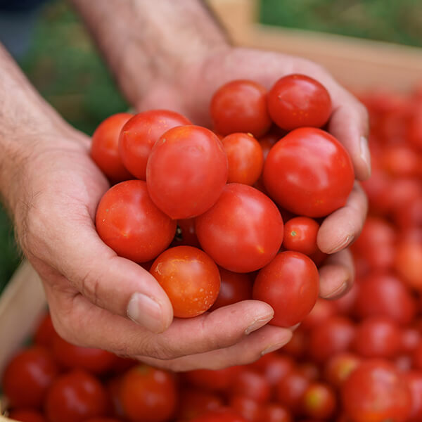 Um par de mãos segurando um monte de tomates vermelhos maduros
